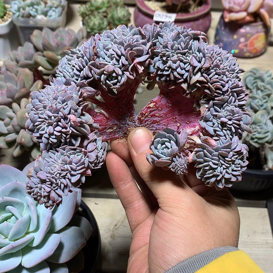 韩版海棠花缀化一颗15厘米