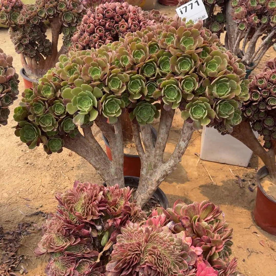 771玫瑰缀朵朵多肉植物