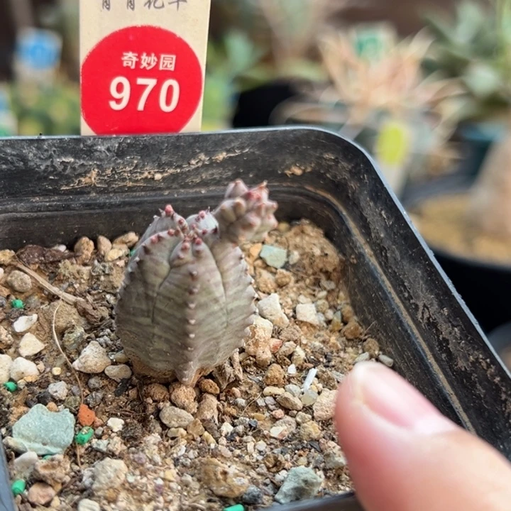 带崽布纹球杂交一棵