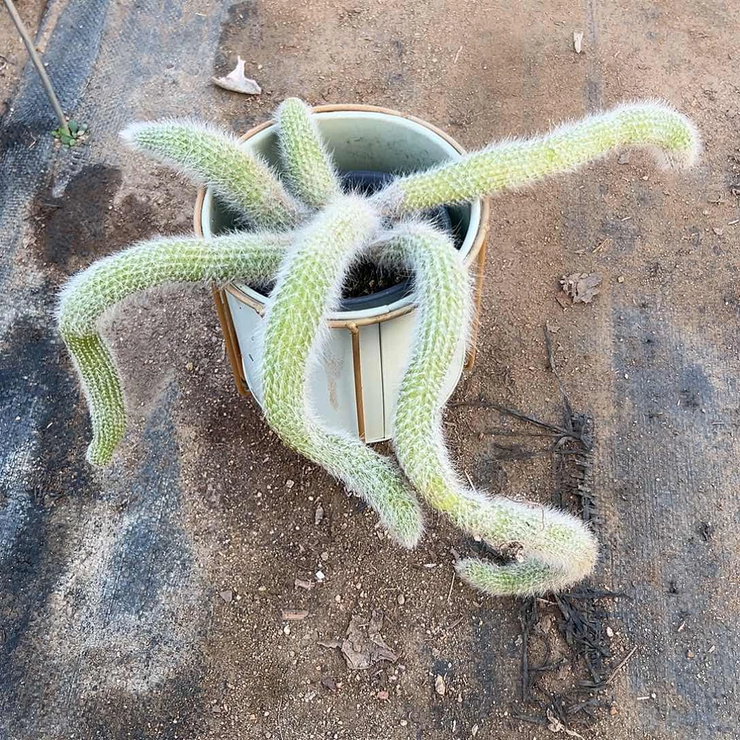 多肉植物微瑕九尾狐