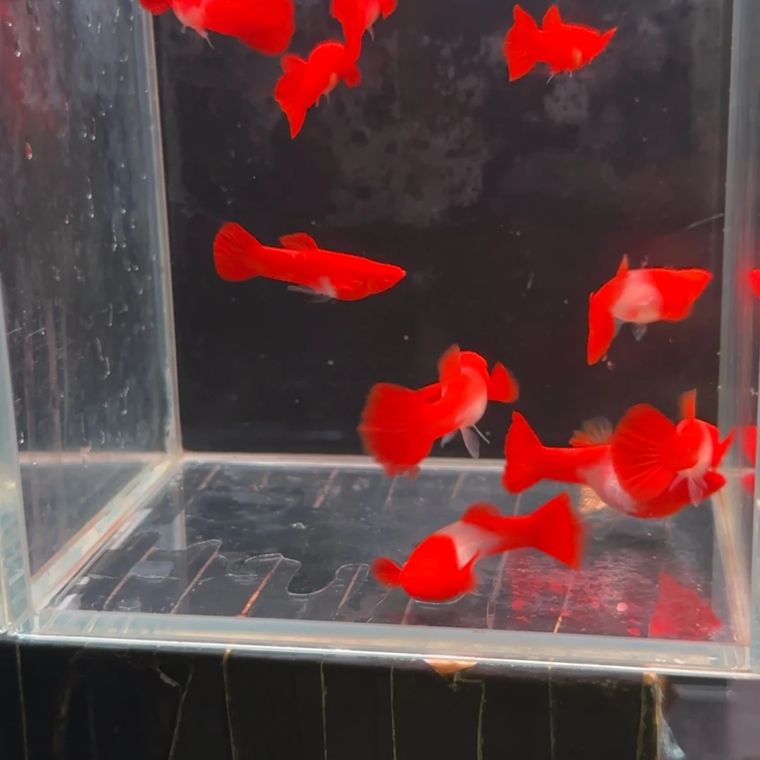 孔雀鱼双分水10条