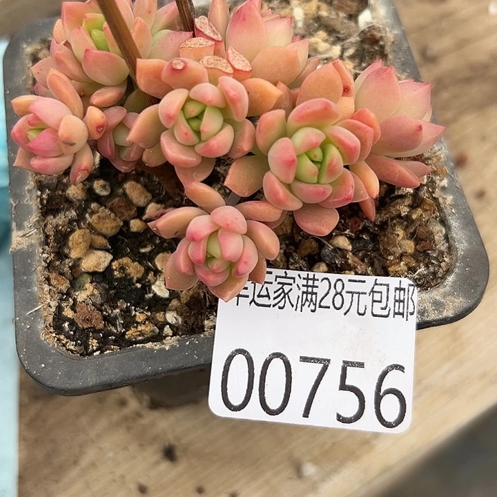 最***人幸运儿是一位非常优秀