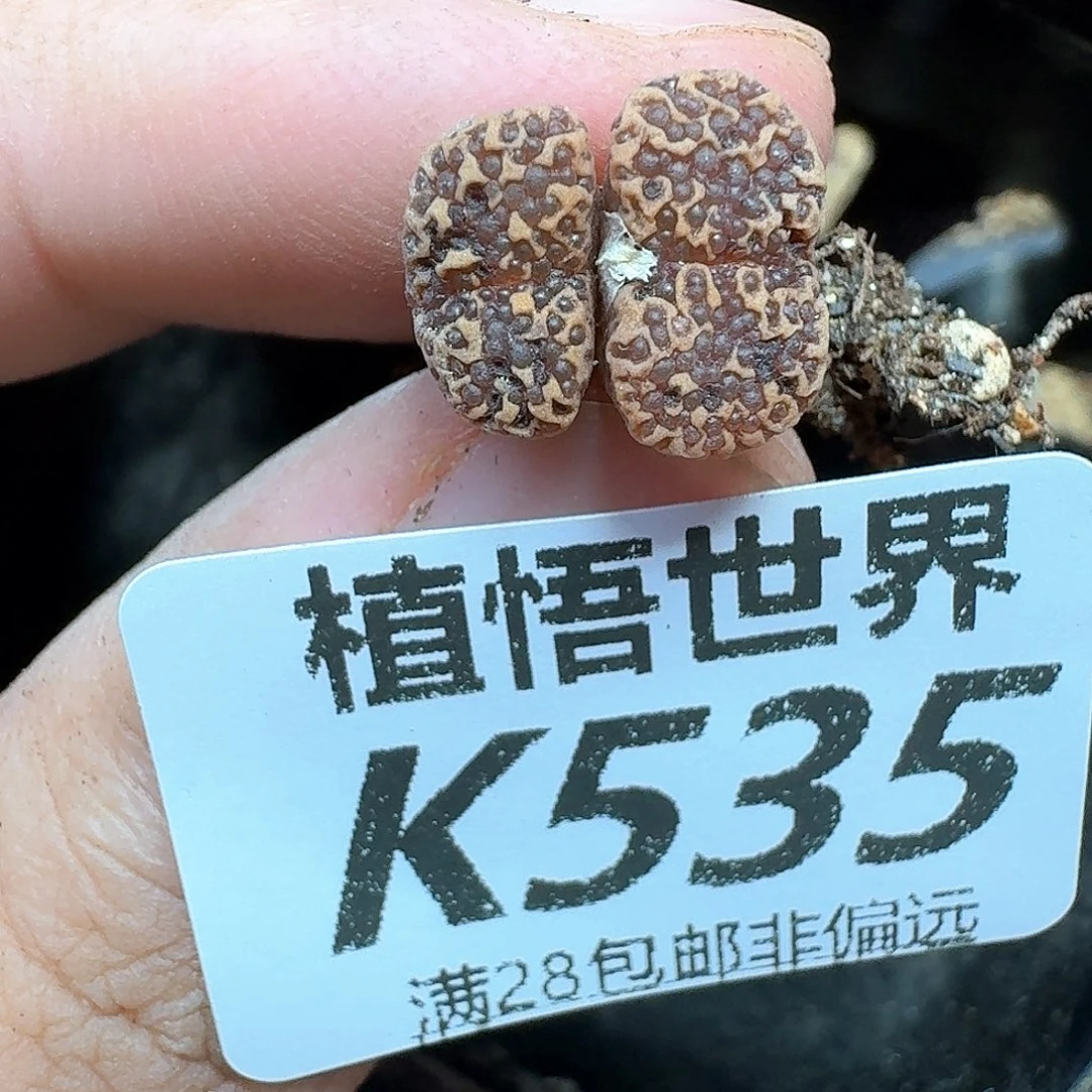 多肉植物的润泽df