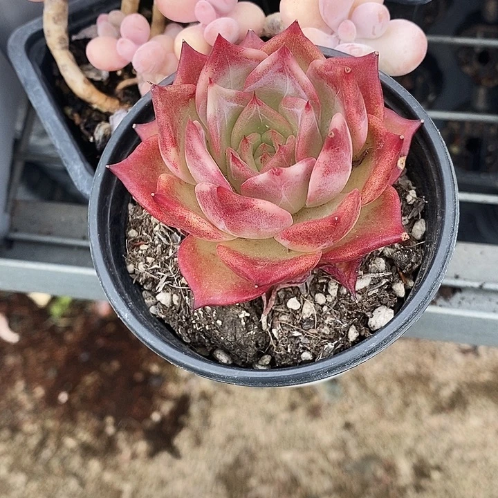 不知名3578999“o o o