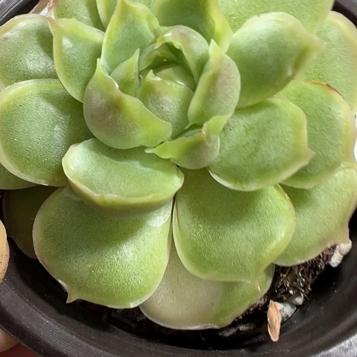 石***辣虾饺多肉植物523多肉植物
