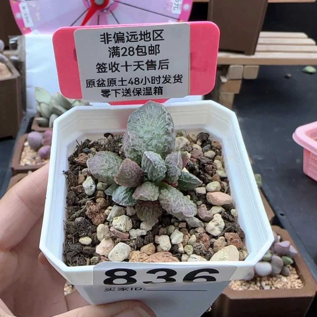 836大鱼海棠多肉