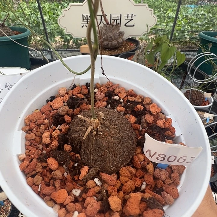 多肉植物专拍 一物一拍 墨西哥龟甲龙8063