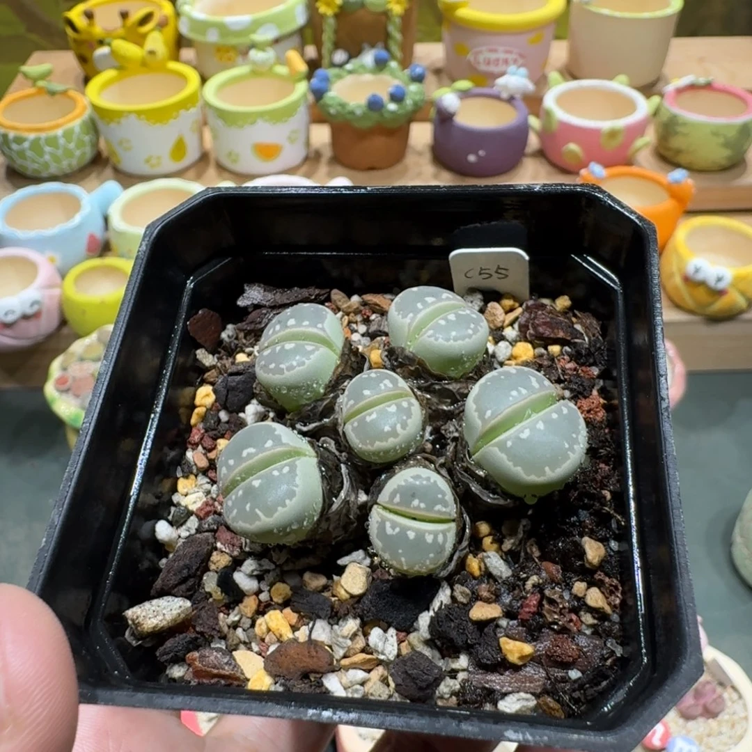 艺***艺蘑菇1145橄榄补补