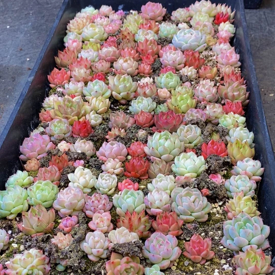 416多肉植物保护研究所所长