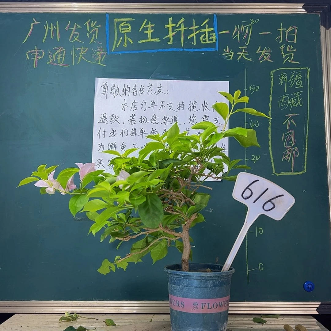 当前无花栽培后可以开花福利 粉天使  616