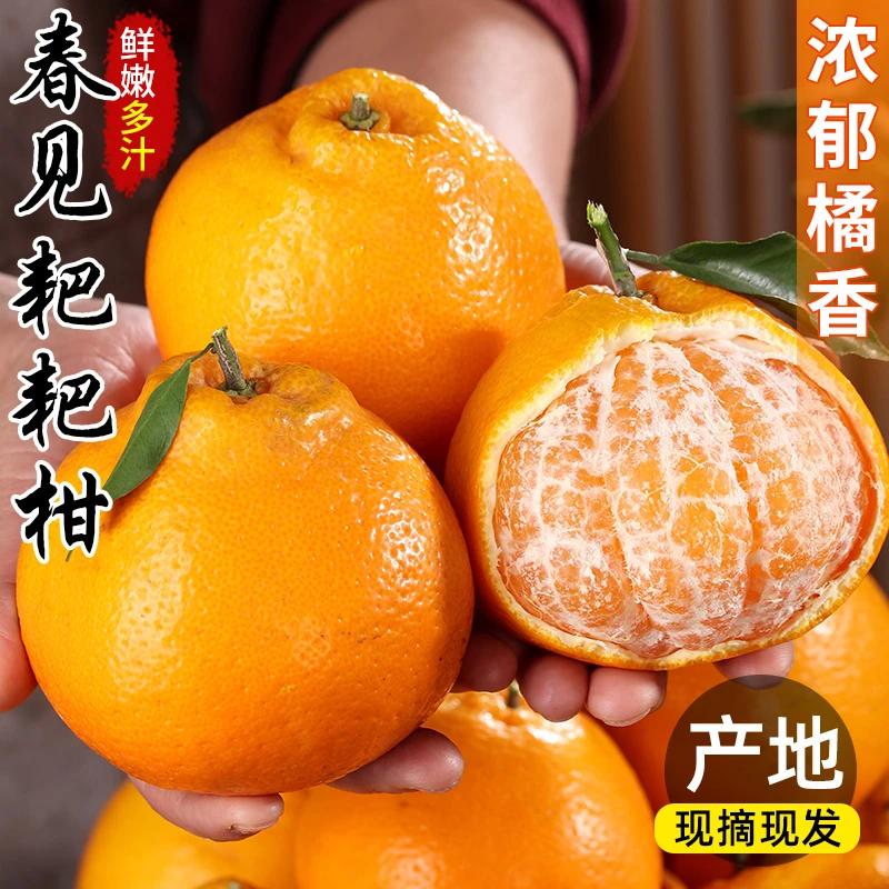 春见耙耙柑时令水果产地整箱5斤直销新鲜正宗四川丑粑粑柑橘当季