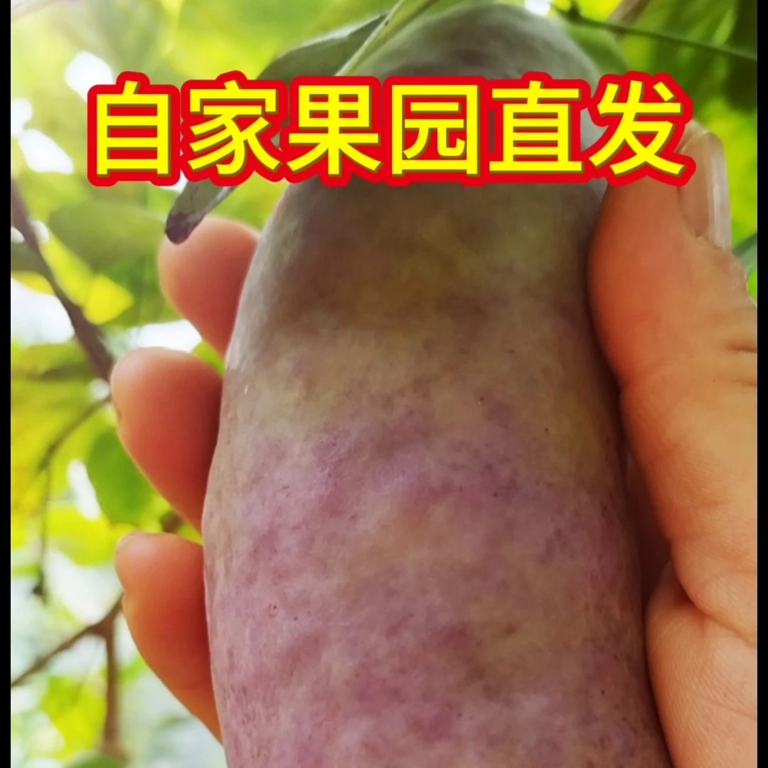 新鲜八月瓜八月炸当季现摘果园直发软糯香甜稀有水果