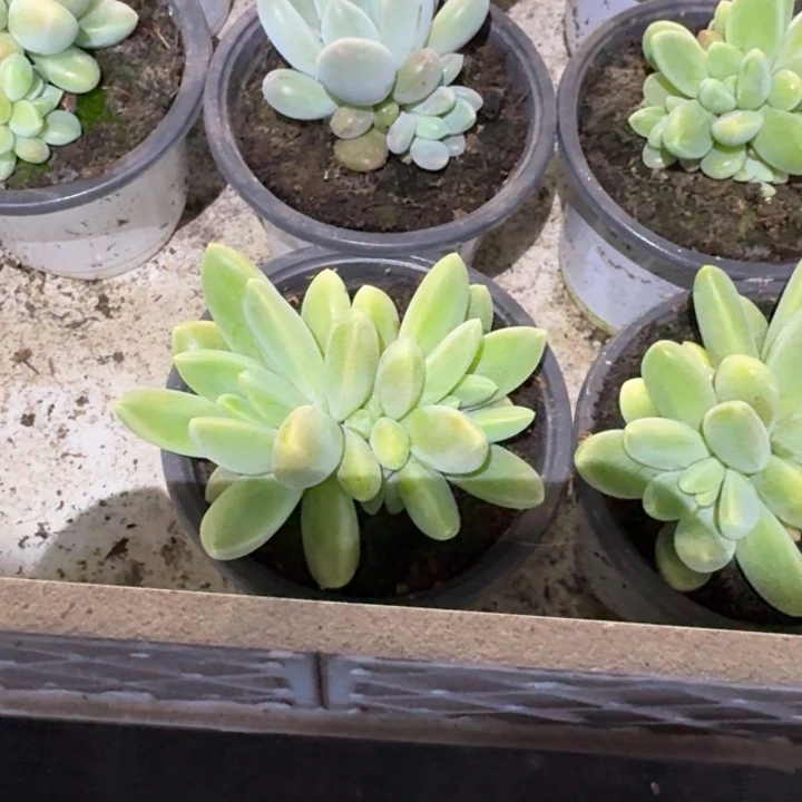 055橙色奇迹新号福利价