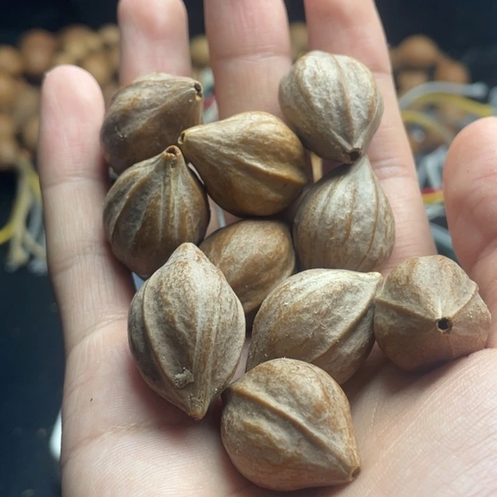 手串/手链橄榄核1.9