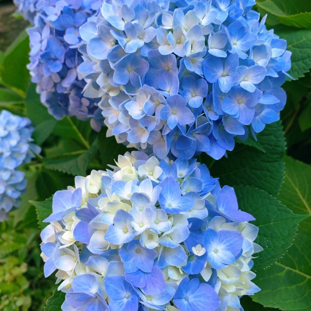 【无尽夏蓝紫色】原盆原土带花苞大花球大花型绣球花好养大花球