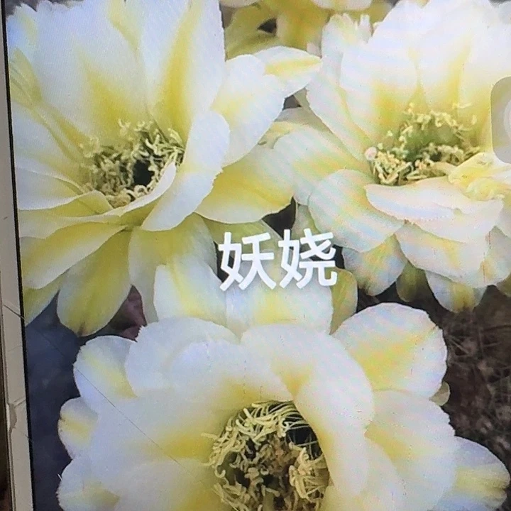 妖娆侧芽5公分左右毛花柱（20包邮）