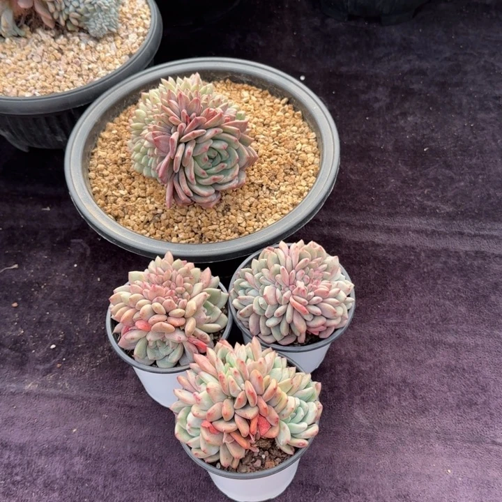 阿***?4颗一起的一物一拍的