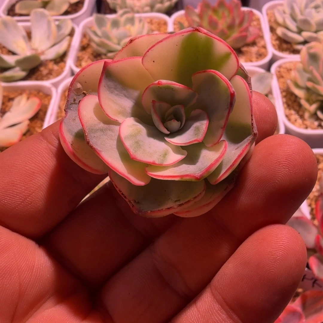 东*烨剑斯诺娃锦，多肉锦