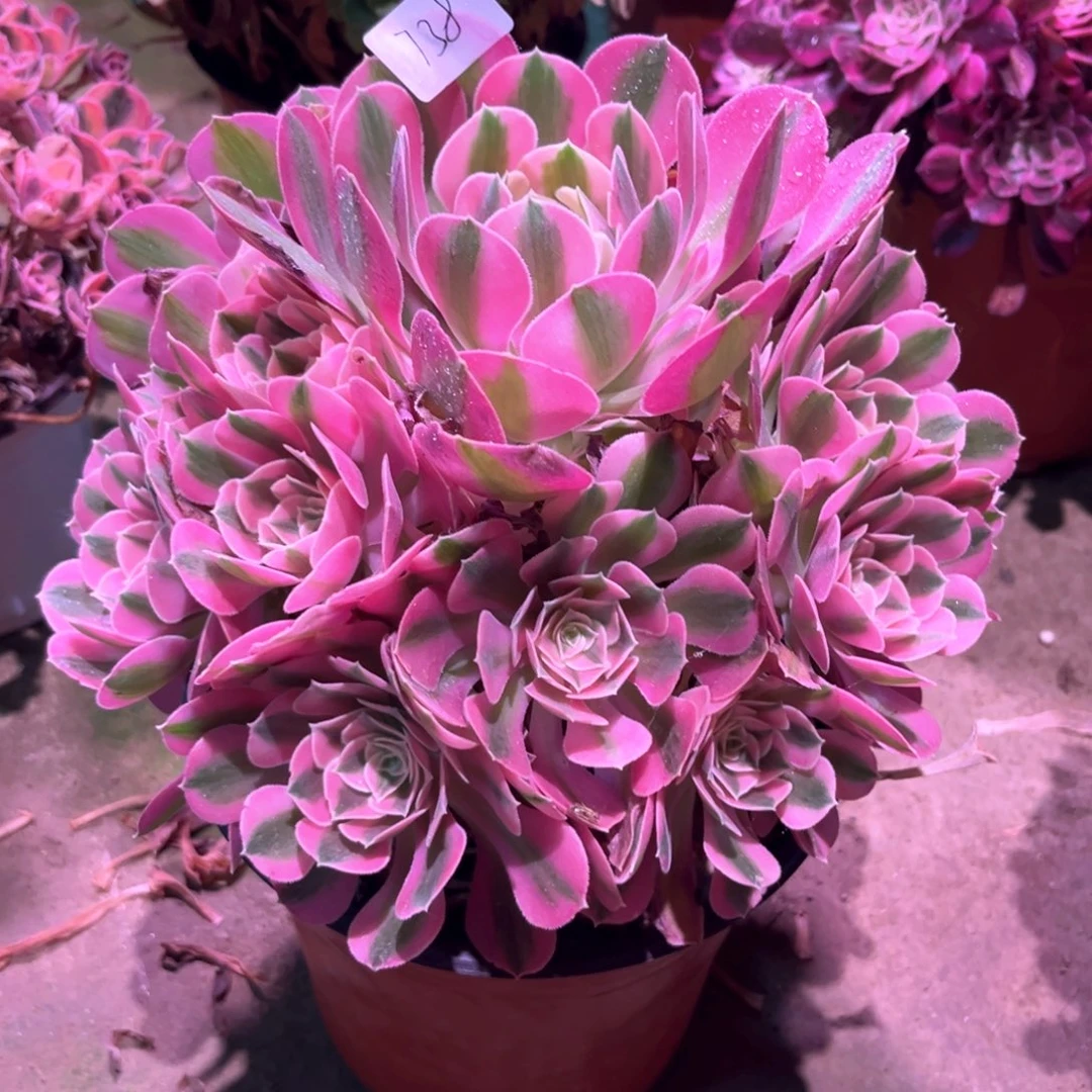 无花朵多肉植物女巫738