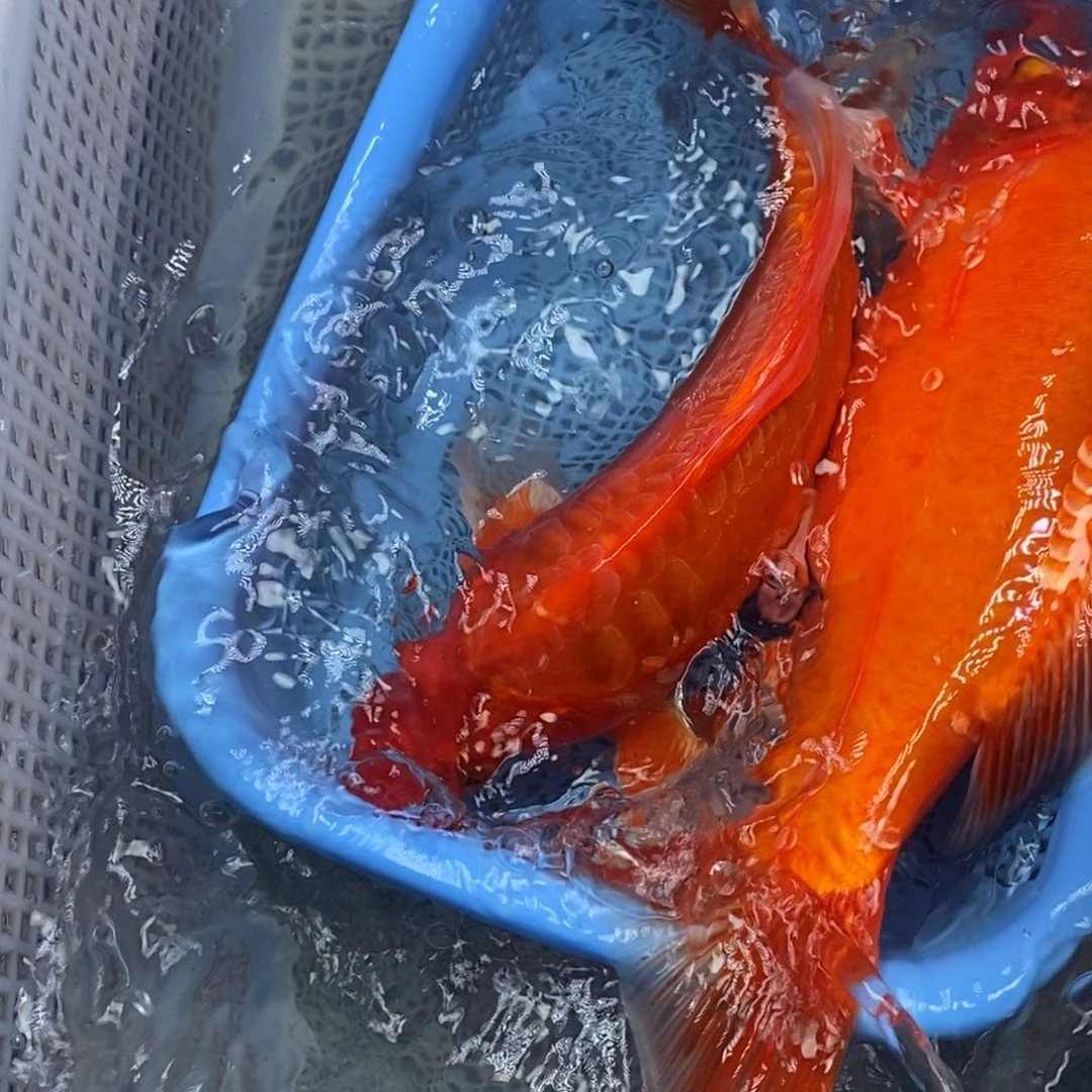 锦鲤冷水锦鲤包邮