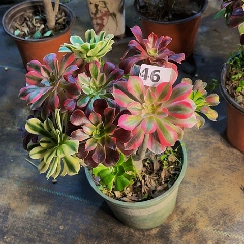 法师嫁接的法师法师46