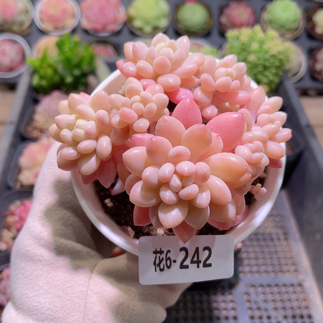 花利美6-242洛可可