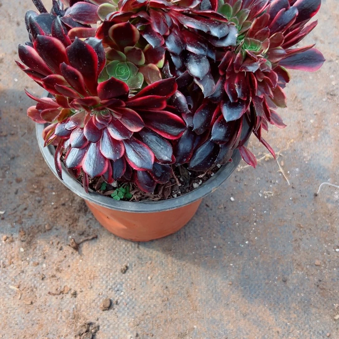 我3755 号多肉法师新年福利