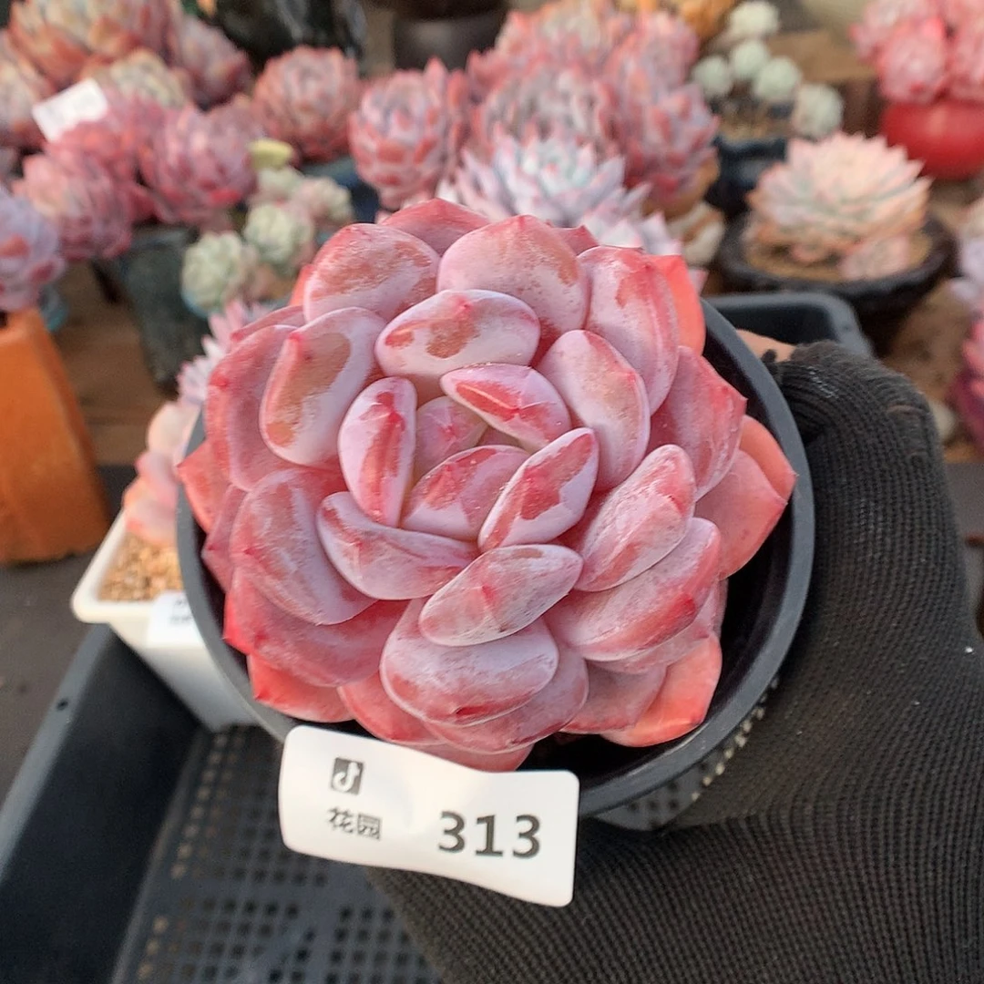 313粉星影多肉植物6666