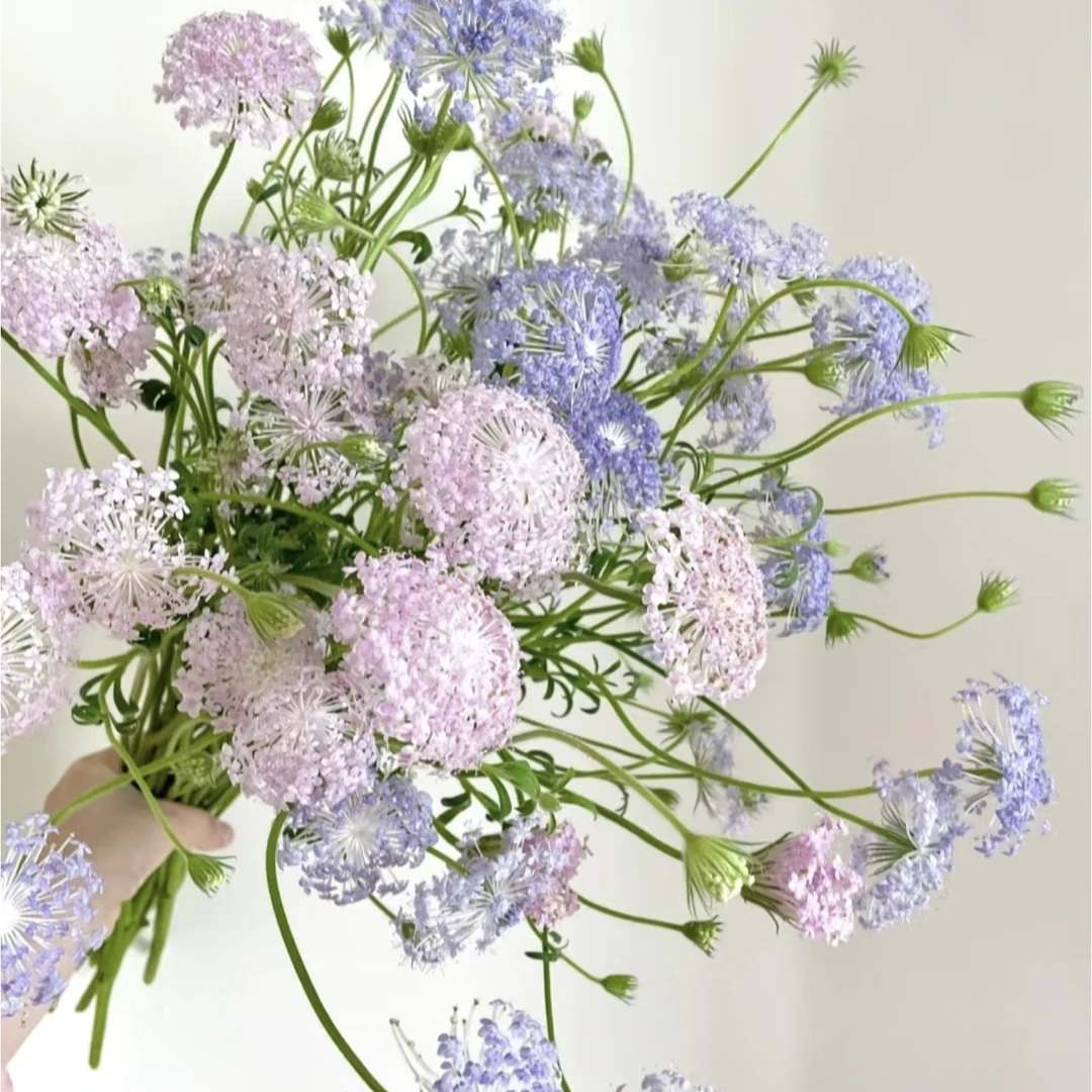 【混色翠珠】鲜花 云南基地直发鲜花