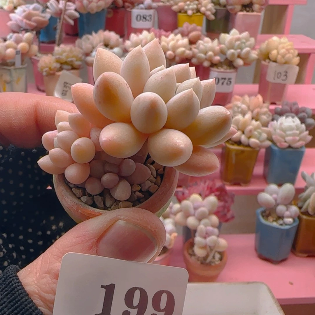 飘枝雪彼奶199 ，带盆土发货，满38包邮非偏远。