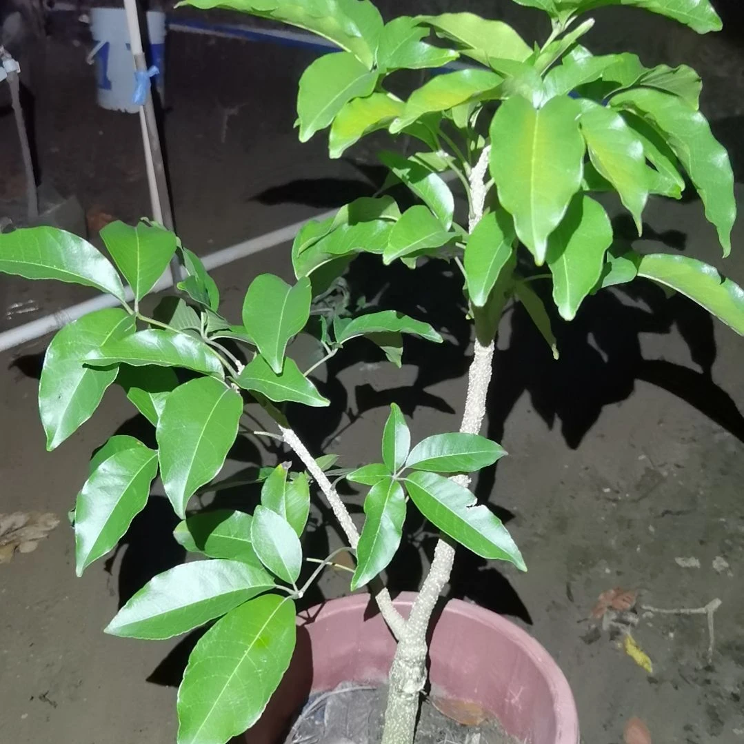 ****丫当前无花栽培后可以开花