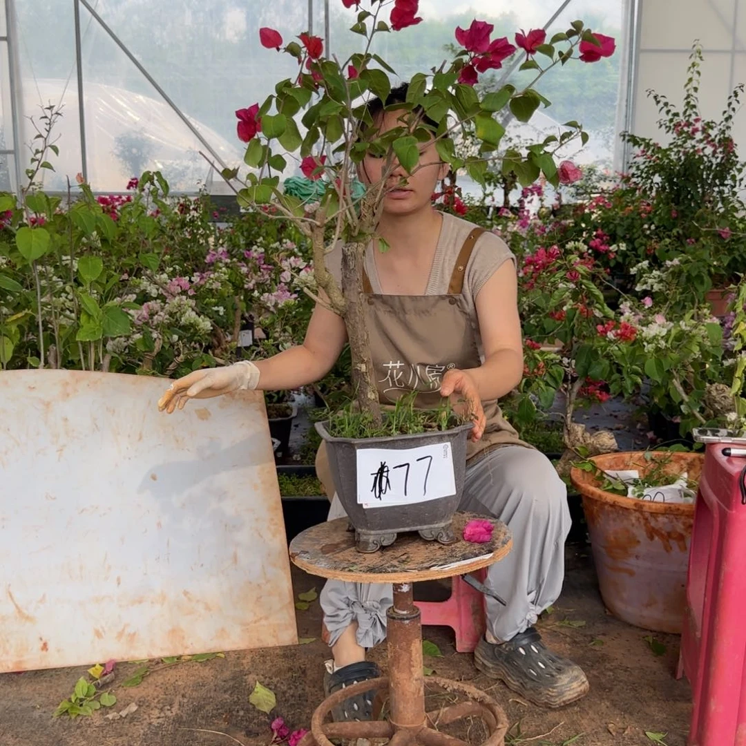 大部分花苞少量开放中国红 77