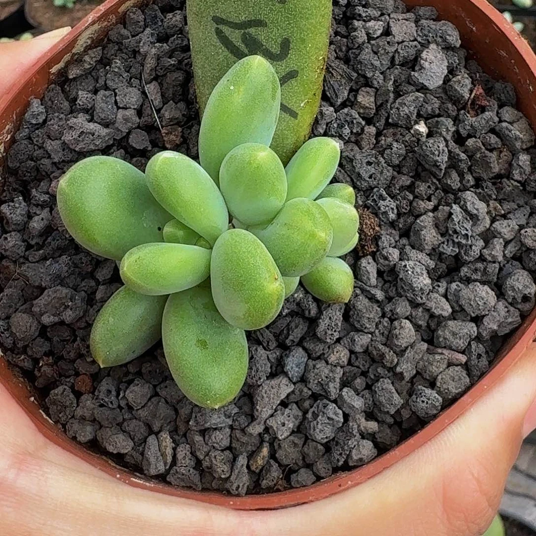 芭比亚 叶插 一物一拍