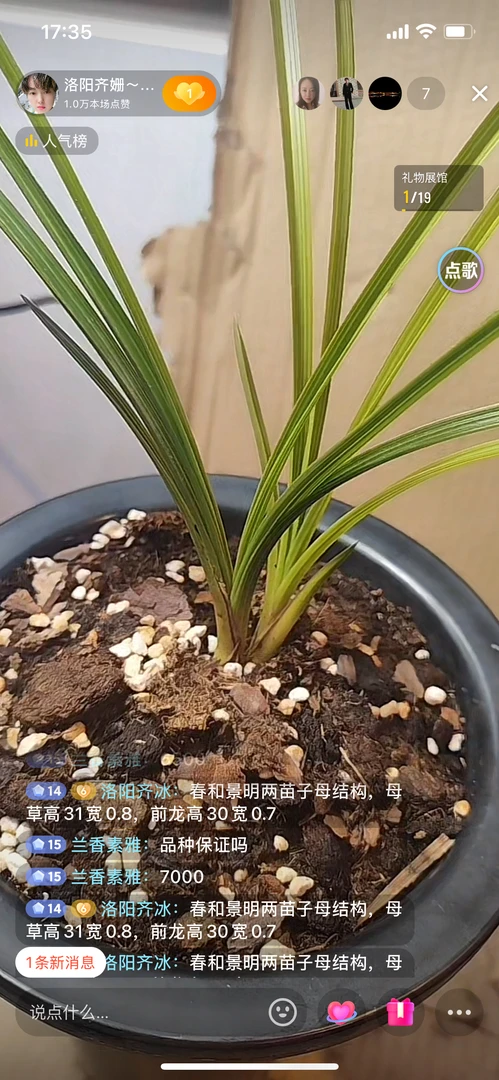 精品惠兰艺草一苗