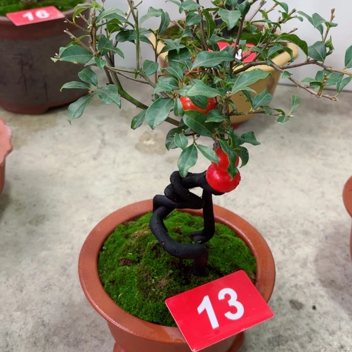 无花朵?****金弹子盆景树