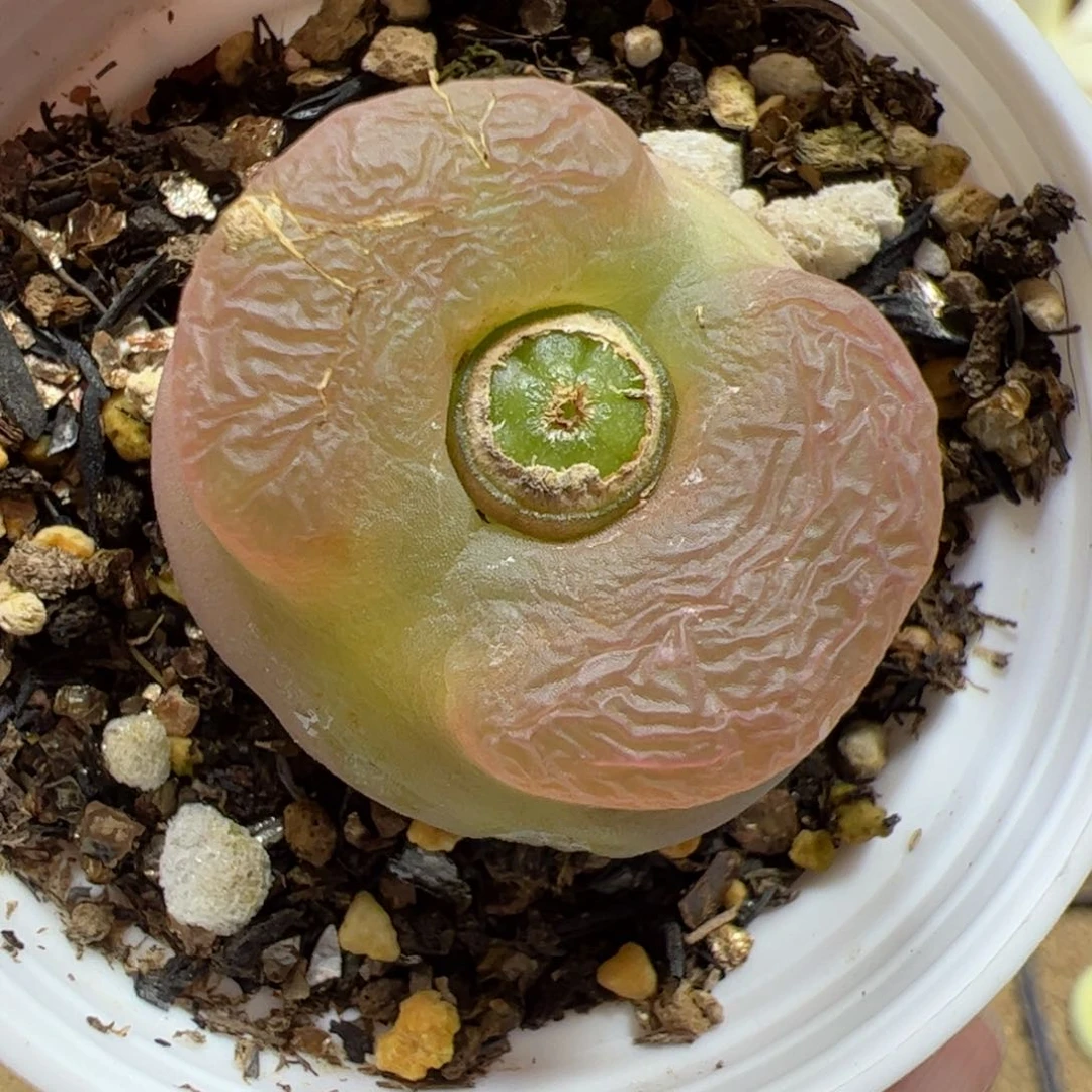 【闪购商品】352 福利