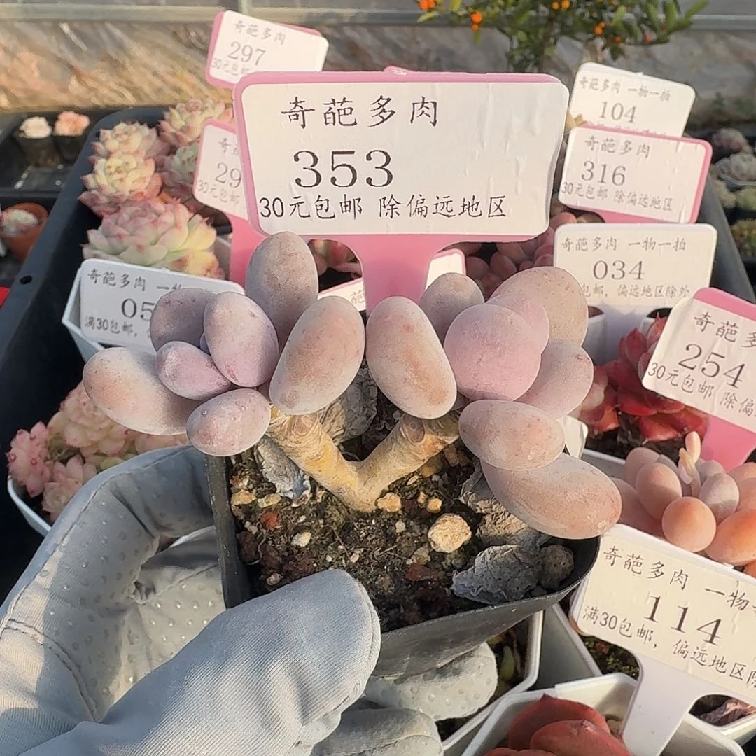 353 脱土 群生不包整 30元包邮非偏远