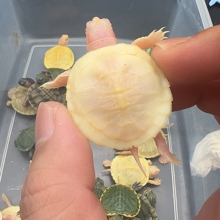绿毛龟母金粉1111