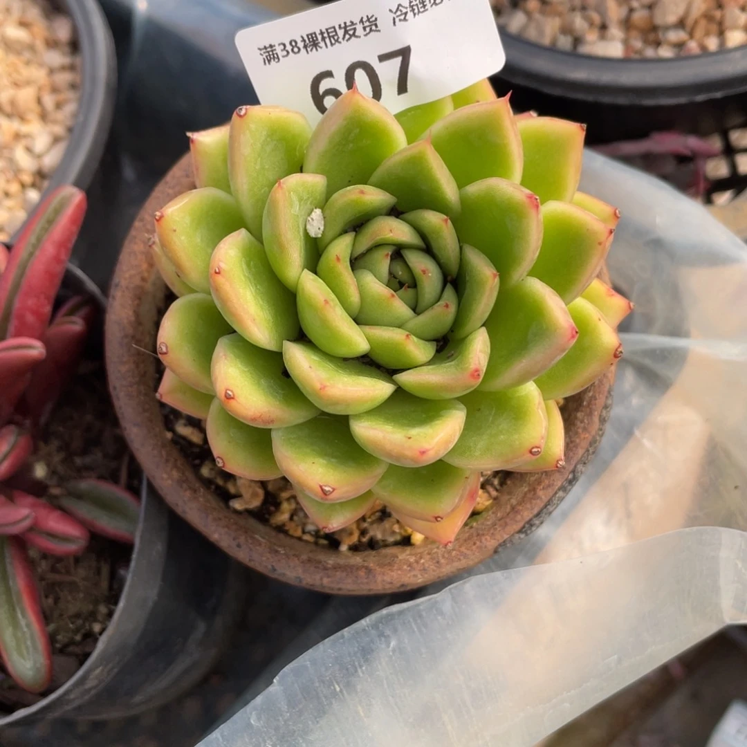 冰***）607东云小单头多肉植物