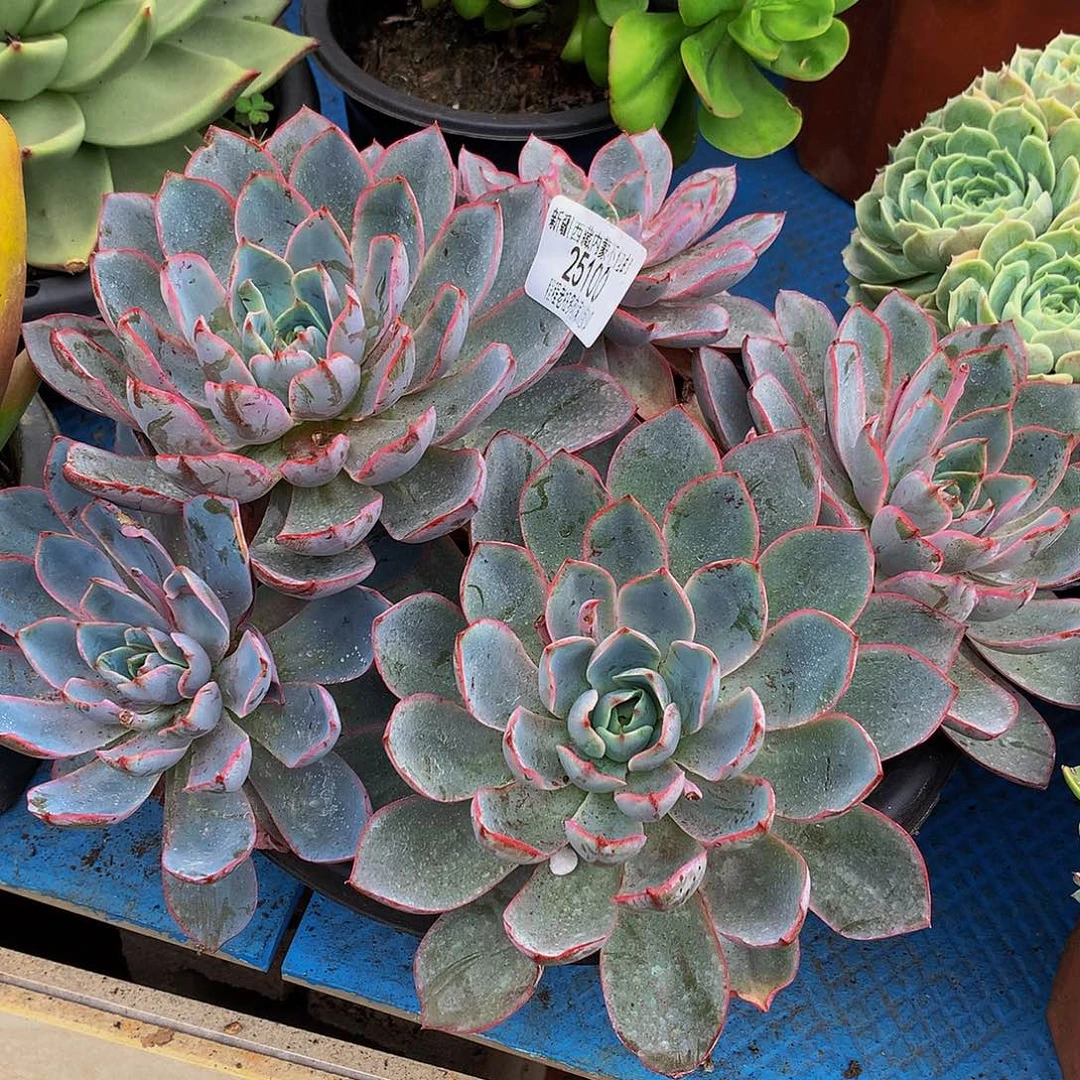 赖***勇赫拉25100多肉多肉