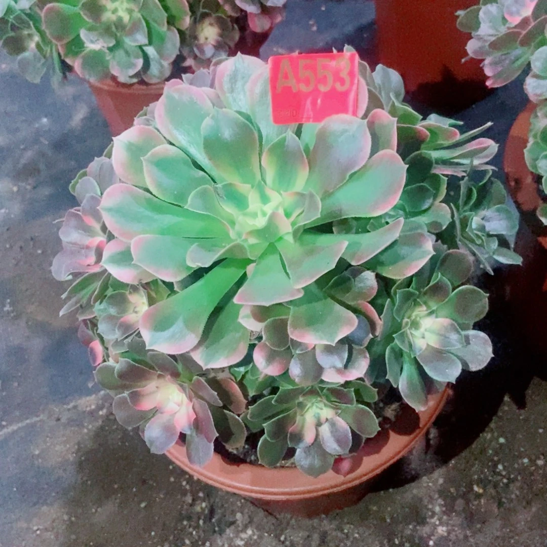 香妃553多肉111111