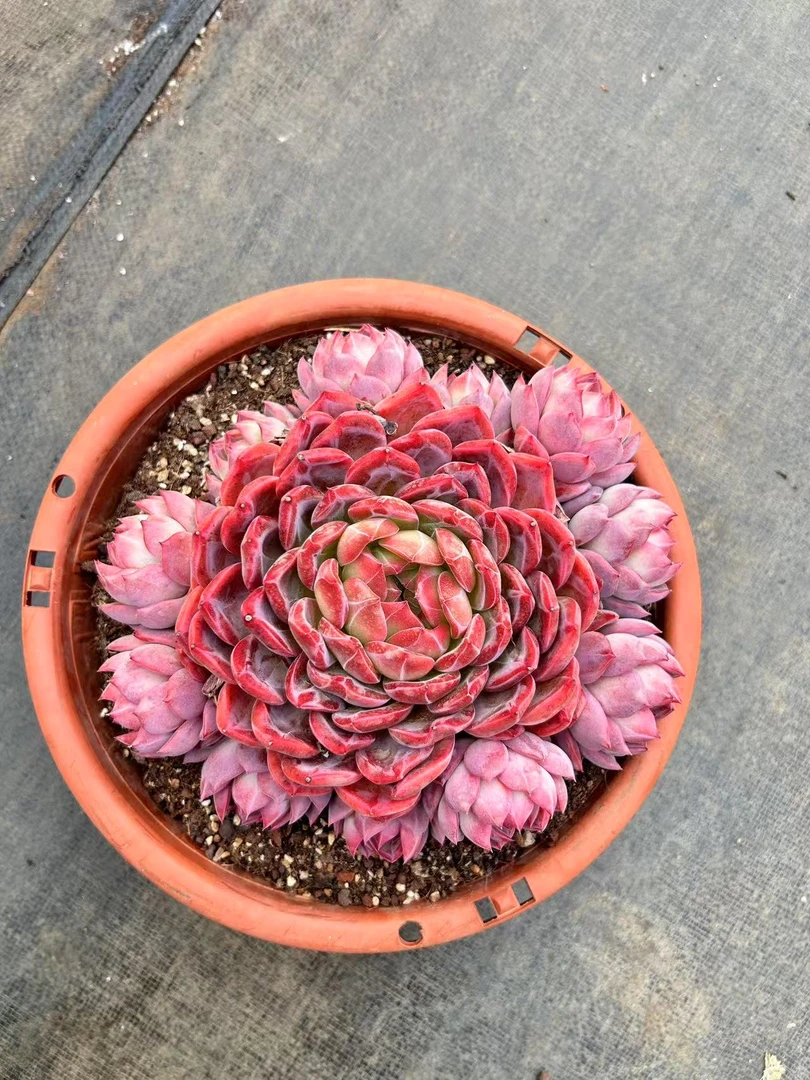 28#红鸾11头起多肉植物 前男友精品多肉 A491