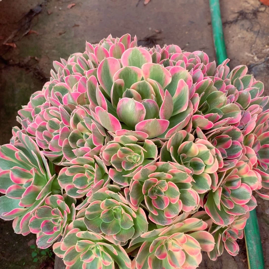 妖月捧花，多肉植物