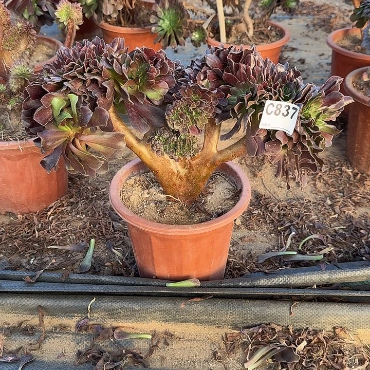 837欧紫一颗呀呀呀