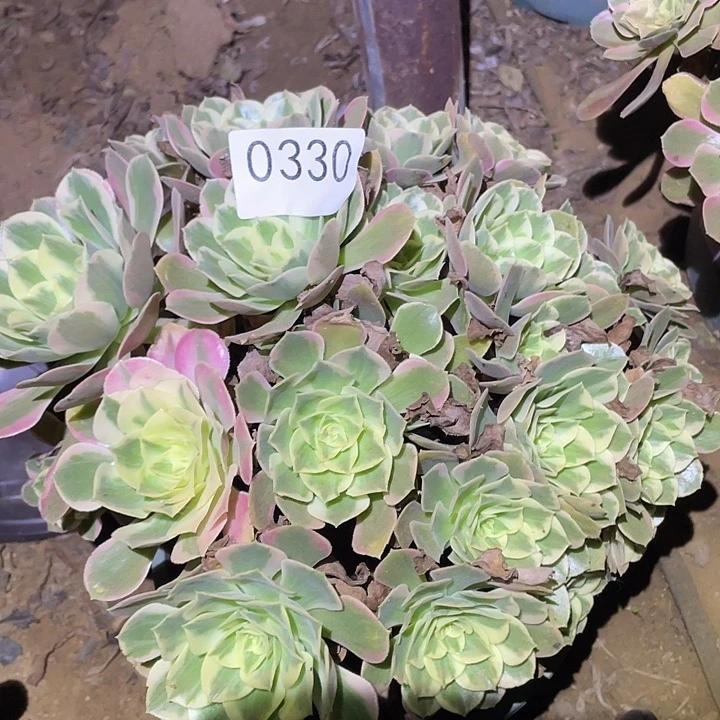 多肉植物法师330女妖