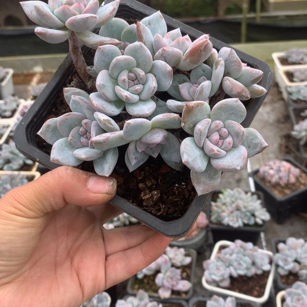 无花朵哈哈哈哈哈哈哈哈哈119