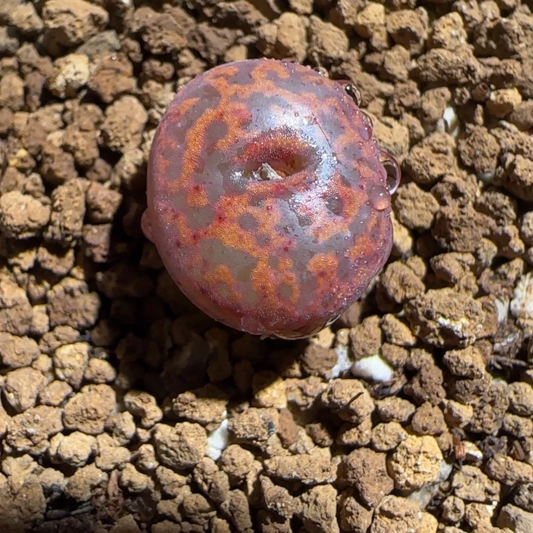 肉锥多肉植物组合-ap正红色酒红勋章703