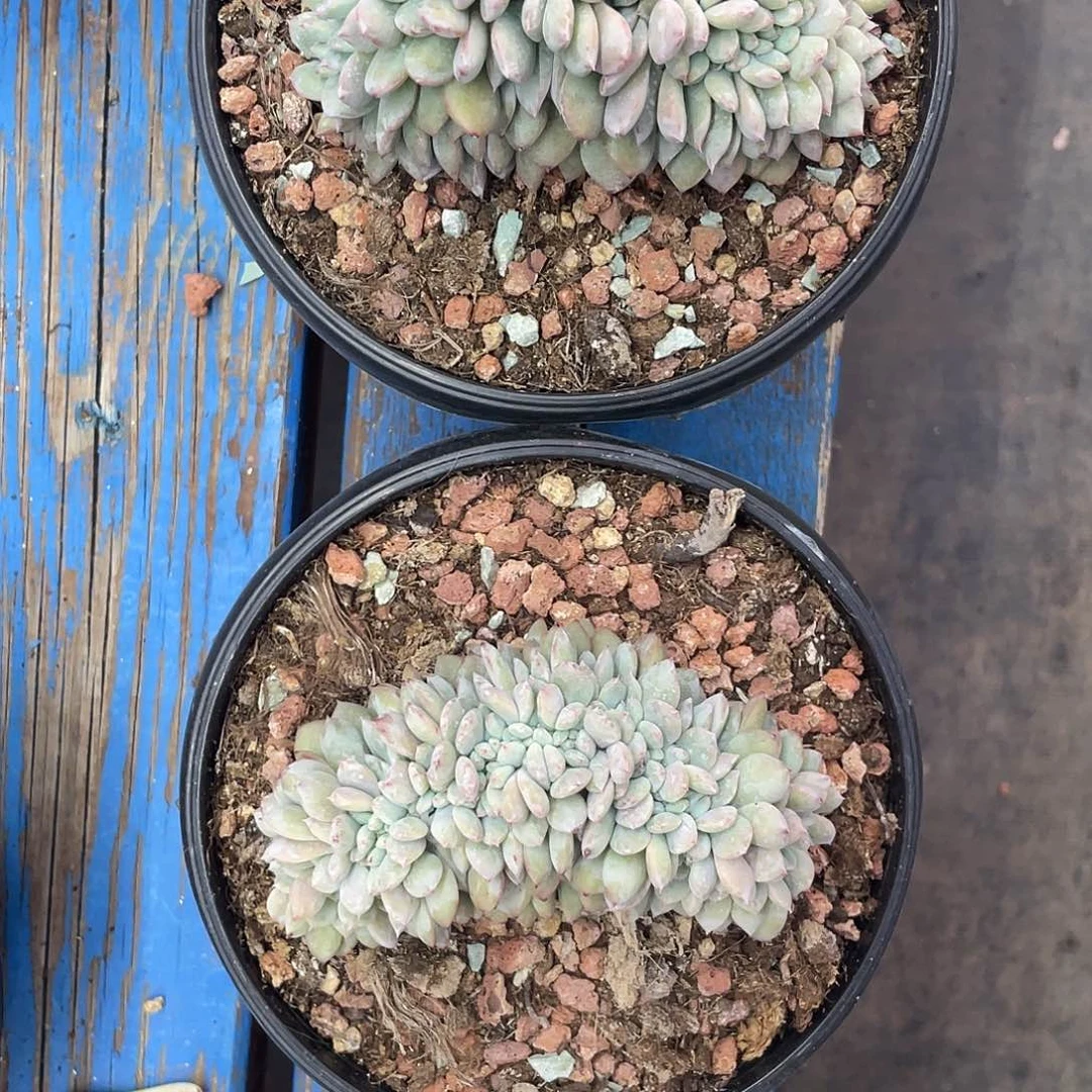星影小树两个。