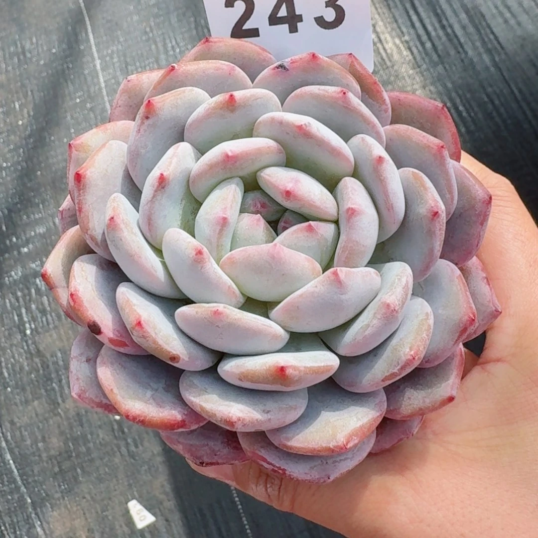 橙梦露         精品多肉