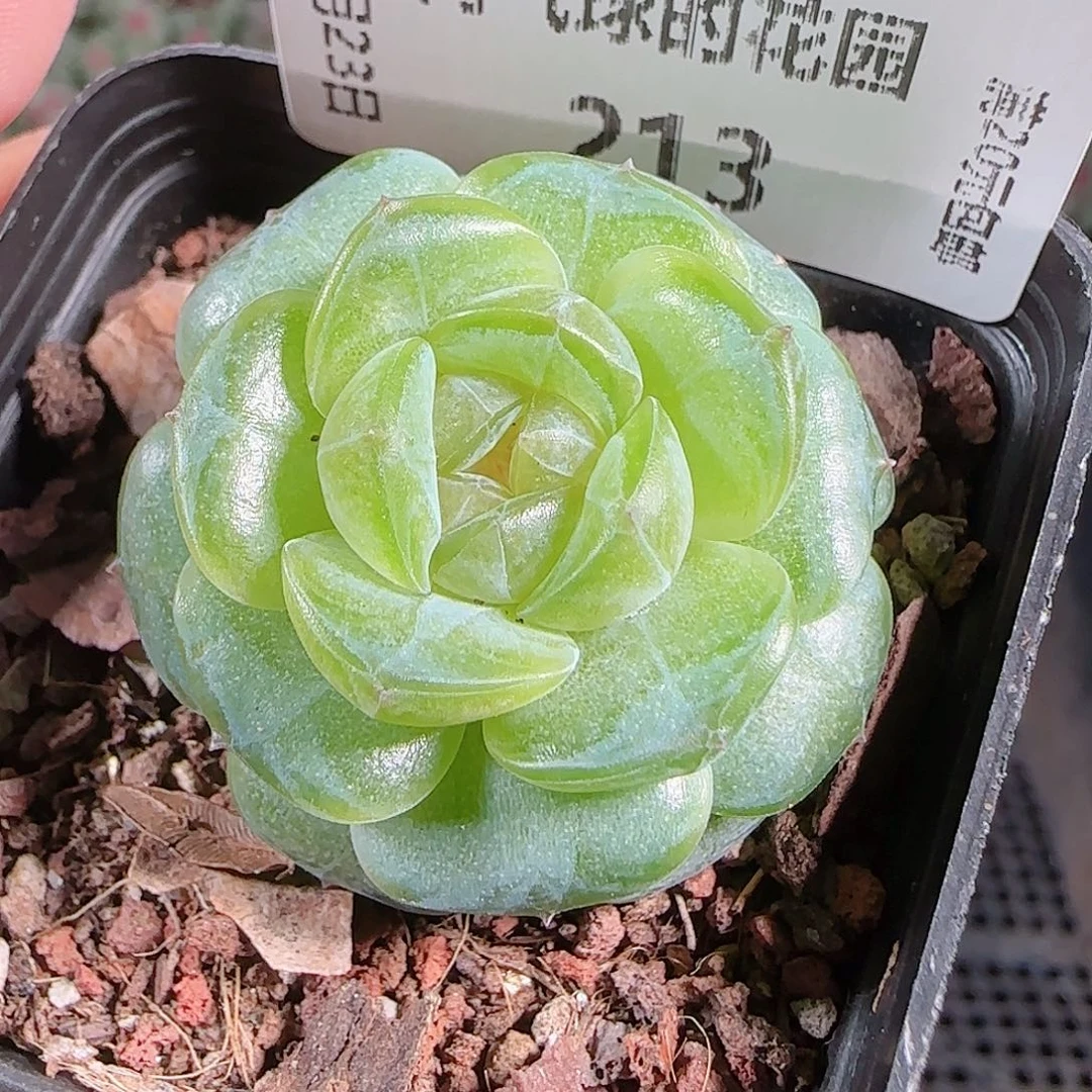 0923---213若画糖心珍妮